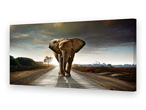 Muolunna Elephant Canvas Art